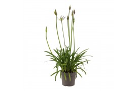 Agapanthus Su Casa - 1+ bloem