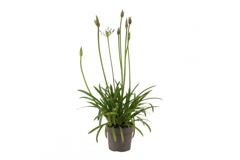 Agapanthus Su Casa - 1+ bloem 