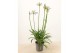 Agapanthus Su Casa - 1+ bloem 
