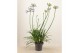 Agapanthus Su Casa - 1+ bloem 