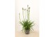 Agapanthus Su Casa - 1+ bloem 