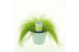 Deschampia flexuosa amilime