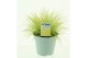 Festuca glauca amigold 