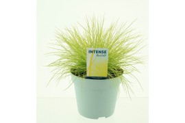 Festuca glauca amigold