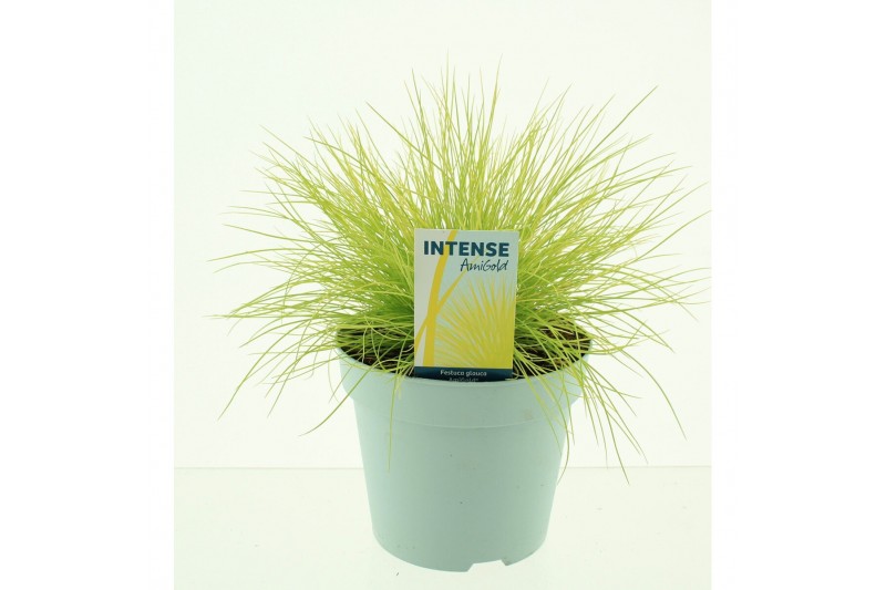 Festuca glauca amigold 