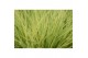 Festuca glauca amigold 