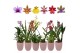 Orchideeen exclusieve mix 1 tak met roze keramiek 