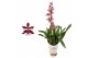 Oncidium cherry baby 1 tak 