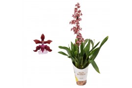 Oncidium cherry baby 1 tak