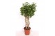 Schefflera arboricola gold capella kokerstam, 10 pp,10 pp,10 pp 