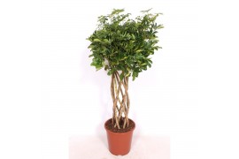 Schefflera arboricola gold capella kokerstam, 10 pp,10 pp,10 pp