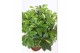 Schefflera arboricola gold capella kokerstam, 10 pp,10 pp,10 pp 