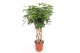 Schefflera arboricola compacta kokerstam 