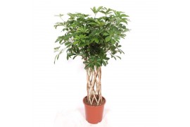Schefflera arboricola compacta kokerstam