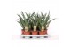 Sansevieria cylindrica diamond green 