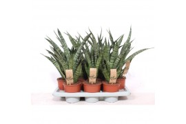 Sansevieria cylindrica diamond green