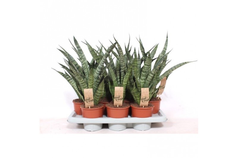 Sansevieria cylindrica diamond green 