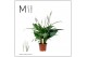 Spathiphyllum sweet benito 5+ bloem - Zonder hoes + etiket 