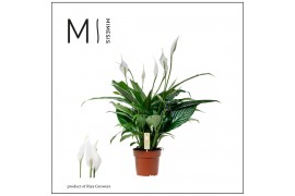 Spathiphyllum sweet benito 5+ bloem - Zonder hoes + etiket