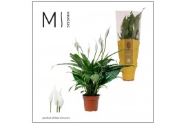 Spathiphyllum sweet benito 7+ bloem - Concorde hoes