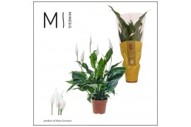 Spathiphyllum Sweet Curiosa 5+ bloem - Concorde hoes