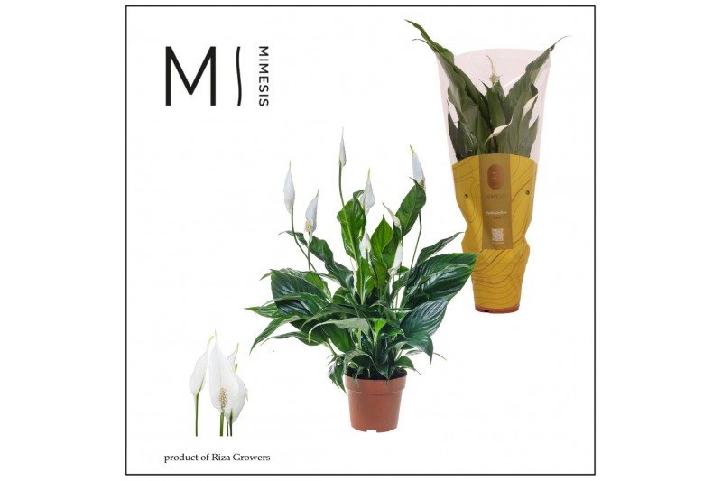 Spathiphyllum Sweet Curiosa 5+ bloem - Concorde hoes Spathiphyllum Sweet Curiosa 5+ bloem - Concorde hoes