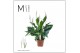 Spathiphyllum Sweet Curiosa 7+ bloem - Zonder hoes + Concorde etiket 