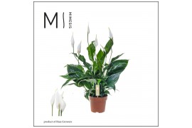 Spathiphyllum Sweet Curiosa 7+ bloem - Zonder hoes + Concorde etiket