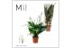 Spathiphyllum sweet benito 5+ bloem - Blanco hoes + Concorde etiket 