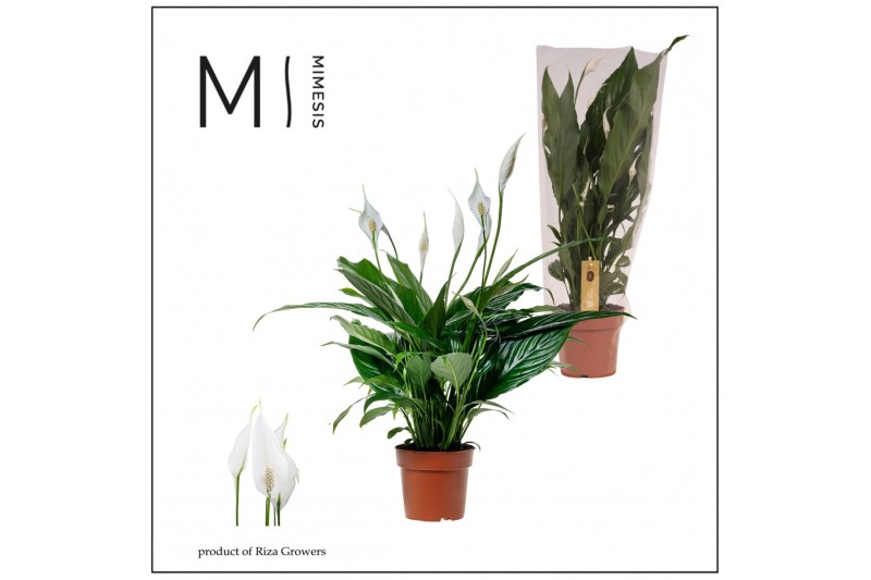 Spathiphyllum sweet benito 5+ bloem - Blanco hoes + Concorde etiket Spathiphyllum sweet benito 5+ bloem - Blanco hoes + Concorde etiket