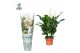 Spathiphyllum Sweet Curiosa 5+ bloem - AirSoPure hoes + etiket 