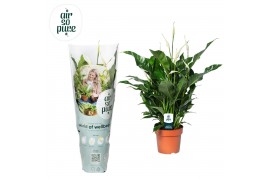 Spathiphyllum Sweet Curiosa 5+ bloem - AirSoPure hoes + etiket