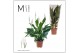 Spathiphyllum Sweet Curiosa 5+ bloem - Blanco hoes + Concorde etiket 