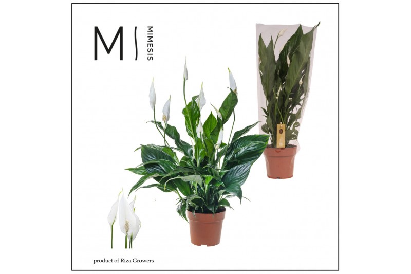 Spathiphyllum Sweet Curiosa 5+ bloem - Blanco hoes + Concorde etiket Spathiphyllum Sweet Curiosa 5+ bloem - Blanco hoes + Concorde etiket