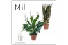 Spathiphyllum Sweet Curiosa 5+ bloem - Blanco hoes + Concorde etiket