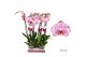 Phalaenopsis ismaeli 2 tak - 65/70cm 