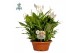 Spathiphyllum bellini 15+ bloem - AirSoPure + WOW etiket 