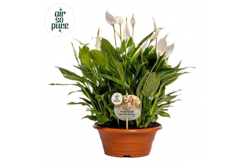 Spathiphyllum bellini 15+ bloem - AirSoPure + WOW etiket Spathiphyllum bellini 15+ bloem - AirSoPure + WOW etiket