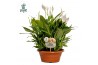 Spathiphyllum bellini 15+ bloem - AirSoPure + WOW etiket