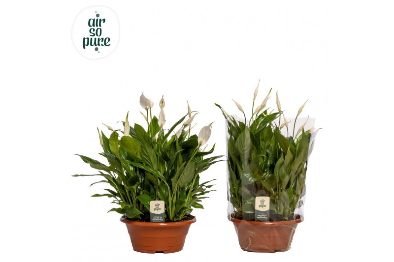 Spathiphyllum bellini 15+ bloem - AirSoPure Spathiphyllum bellini 15+ bloem - AirSoPure