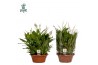 Spathiphyllum bellini 15+ bloem - AirSoPure