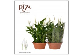 Spathiphyllum bellini 15+ bloem - Blanco hoes