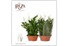 Spathiphyllum bellini 15+ bloem - Blanco hoes