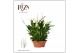 Spathiphyllum bellini 15+ bloem - Zonder hoes 