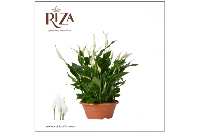 Spathiphyllum bellini 15+ bloem - Zonder hoes Spathiphyllum bellini 15+ bloem - Zonder hoes