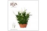 Spathiphyllum bellini 15+ bloem - Zonder hoes