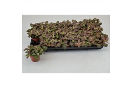 Fittonia mosaic mistral