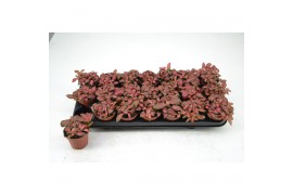 Fittonia mosaic red star