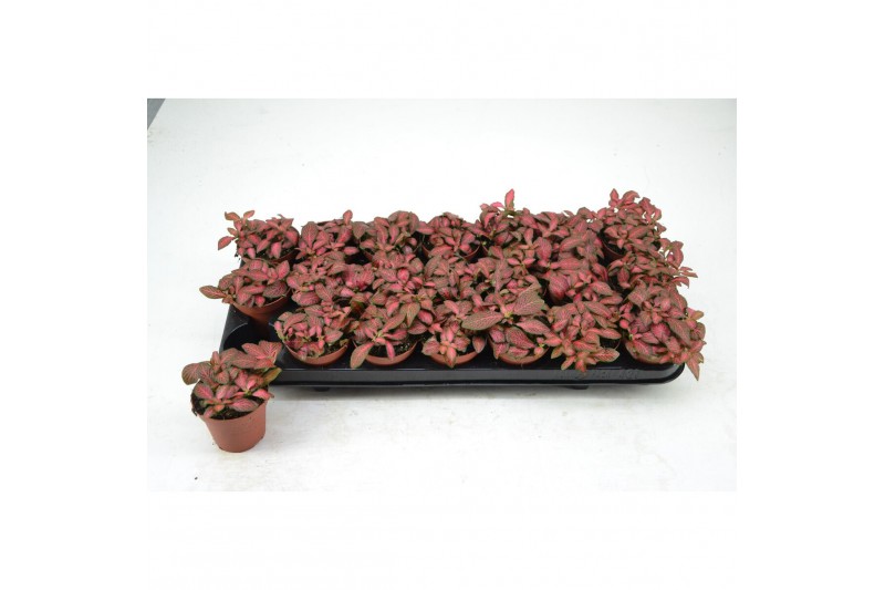 Fittonia mosaic red star 