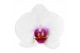 Phalaenopsis wit red lips Scarlion - 2 tak - 75/80cm 